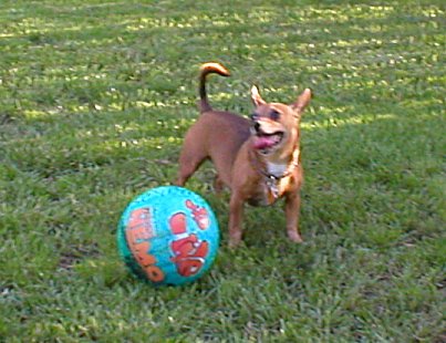 Daschund Rat Terrier